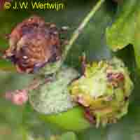 Knoppergal ( Andricus quercuscalicis ) 